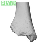 NH MER32 300 Gorilla gorilla ssp. tibia right distal ply
