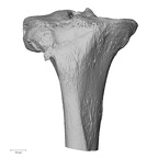 NH MER32 300 Gorilla gorilla ssp. tibia right proximal anterior