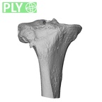 NH MER32 300 Gorilla gorilla ssp. tibia right proximal ply