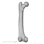 NH MER32 329 Gorilla gorilla gorilla femur left posterior