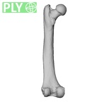 NH MER32 329 Gorilla gorilla gorilla femur left ply