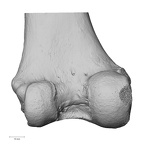 NH MER32 329 Gorilla gorilla gorilla femur left distal posterior