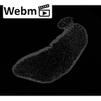 NH MER32 329 Gorilla gorilla gorilla femur left distal ct stack movie