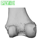 NH MER32 329 Gorilla gorilla gorilla femur left distal ply