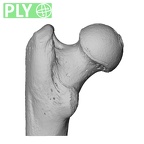 NH MER32 329 Gorilla gorilla gorilla femur left proximal ply