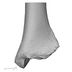 NH MER32 329 Gorilla gorilla gorilla tibia left distal anterior