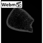 NH MER32 329 Gorilla gorilla gorilla tibia left distal ct stack movie