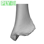 NH MER32 329 Gorilla gorilla gorilla tibia left distal ply