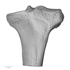 NH MER32 329 Gorilla gorilla gorilla tibia left proximal anterior