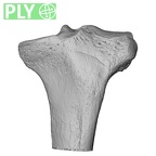 NH MER32 329 Gorilla gorilla gorilla tibia left proximal ply
