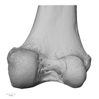 NH MER32 372 Gorilla gorilla gorilla femur right distal posterior