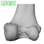 NH MER32 372 Gorilla gorilla gorilla femur right distal ply