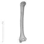 NH MER32 333 Gorilla gorilla ssp. humerus right anterior