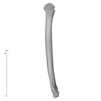 NH MER32 333 Gorilla gorilla ssp. humerus right lateral