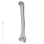 NH MER32 333 Gorilla gorilla ssp. humerus right posterior