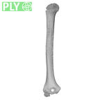 NH MER32 333 Gorilla gorilla ssp. humerus right ply