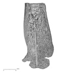 NH MER32 333 Gorilla gorilla ssp. humerus right distal nail view