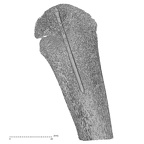 NH MER32 333 Gorilla gorilla ssp. humerus right proximal nail view