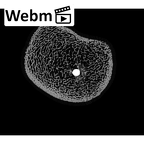 NH MER32 333 Gorilla gorilla ssp. humerus right proximal ct stack movie