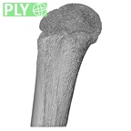 NH MER32 333 Gorilla gorilla ssp. humerus right proximal ply