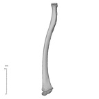 NH MER32 333 Gorilla gorilla ssp. radius right anterior