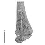 NH MER32 333 Gorilla gorilla ssp. radius right distal nail view