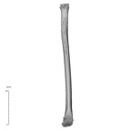NH MER32 333 Gorilla gorilla ssp. radius right medial