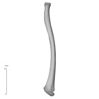 NH MER32 333 Gorilla gorilla ssp. radius right posterior