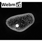 NH MER32 333 Gorilla gorilla ssp. radius right distal ct stack movie