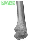 NH MER32 333 Gorilla gorilla ssp. radius right distal ply