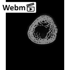 NH MER32 333 Gorilla gorilla ssp. radius right proximal ct stack movie