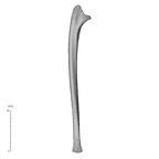 NH MER32 333 Gorilla gorilla ssp. ulna left medial