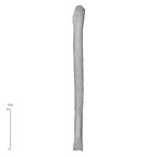 NH MER32 333 Gorilla gorilla ssp. ulna left posterior