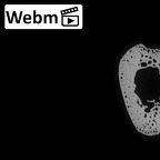 NH MER32 333 Gorilla gorilla ssp. ulna left ct stack movie