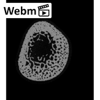NH MER32 333 Gorilla gorilla ssp. ulna left distal ct stack movie