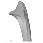 ulna left proximal