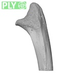 NH MER32 333 Gorilla gorilla ssp. ulna left proximal ply
