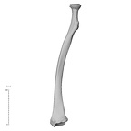 NH MER32 372 Gorilla gorilla gorilla radius right anterior