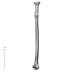 NH MER32 372 Gorilla gorilla gorilla radius right medial