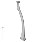 NH MER32 372 Gorilla gorilla gorilla radius right posterior
