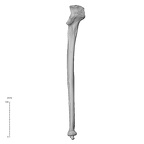 NH MER32 372 Gorilla gorilla gorilla ulna right anterior