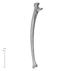NH MER32 372 Gorilla gorilla gorilla ulna right lateral