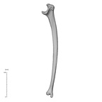 NH MER32 372 Gorilla gorilla gorilla ulna right medial