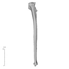 NH MER32 372 Gorilla gorilla gorilla ulna right posterior