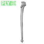 NH MER32 372 Gorilla gorilla gorilla ulna right ply