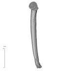 NH MER33 409 Gorilla gorilla ssp. humerus left medial