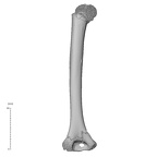 NH MER33 409 Gorilla gorilla ssp. humerus left posterior
