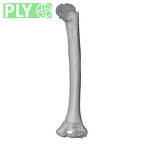 NH MER33 409 Gorilla gorilla ssp. humerus left ply