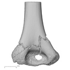 NH MER33 409 Gorilla gorilla ssp. humerus left distal posterior