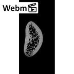 NH MER33 409 Gorilla gorilla ssp. humerus left distal ct stack movie